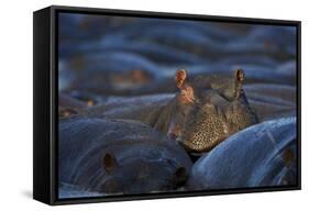 Hippopotamus (Hippopotamus Amphibius), Serengeti National Park, Tanzania, East Africa, Africa-James Hager-Framed Stretched Canvas