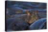 Hippopotamus (Hippopotamus Amphibius), Serengeti National Park, Tanzania, East Africa, Africa-James Hager-Stretched Canvas