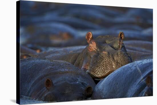 Hippopotamus (Hippopotamus Amphibius), Serengeti National Park, Tanzania, East Africa, Africa-James Hager-Stretched Canvas