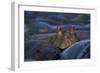 Hippopotamus (Hippopotamus Amphibius), Serengeti National Park, Tanzania, East Africa, Africa-James Hager-Framed Photographic Print