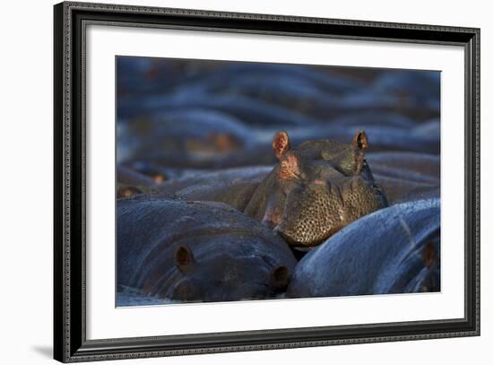 Hippopotamus (Hippopotamus Amphibius), Serengeti National Park, Tanzania, East Africa, Africa-James Hager-Framed Photographic Print