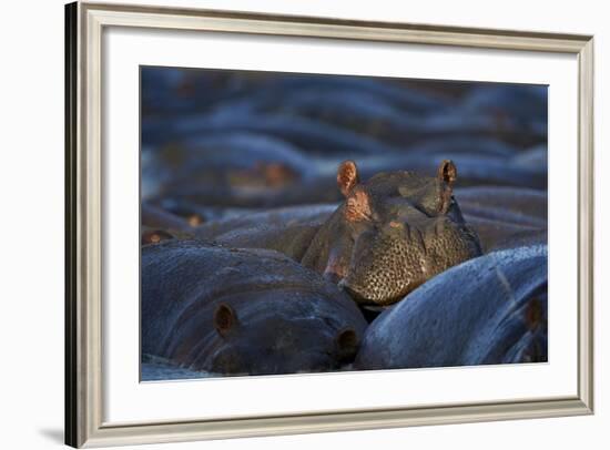 Hippopotamus (Hippopotamus Amphibius), Serengeti National Park, Tanzania, East Africa, Africa-James Hager-Framed Photographic Print