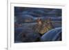 Hippopotamus (Hippopotamus Amphibius), Serengeti National Park, Tanzania, East Africa, Africa-James Hager-Framed Photographic Print