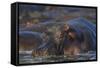 Hippopotamus (Hippopotamus Amphibius), Serengeti National Park, Tanzania, East Africa, Africa-James Hager-Framed Stretched Canvas