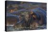 Hippopotamus (Hippopotamus Amphibius), Serengeti National Park, Tanzania, East Africa, Africa-James Hager-Stretched Canvas