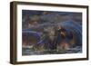 Hippopotamus (Hippopotamus Amphibius), Serengeti National Park, Tanzania, East Africa, Africa-James Hager-Framed Photographic Print