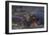 Hippopotamus (Hippopotamus Amphibius), Serengeti National Park, Tanzania, East Africa, Africa-James Hager-Framed Photographic Print