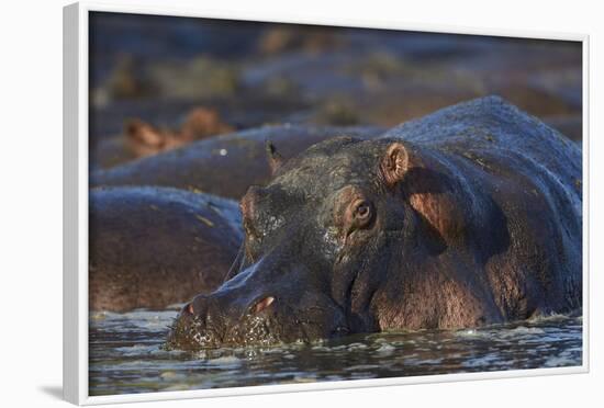 Hippopotamus (Hippopotamus Amphibius), Serengeti National Park, Tanzania, East Africa, Africa-James Hager-Framed Photographic Print