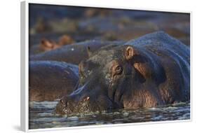 Hippopotamus (Hippopotamus Amphibius), Serengeti National Park, Tanzania, East Africa, Africa-James Hager-Framed Photographic Print