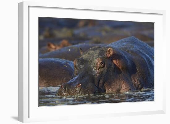 Hippopotamus (Hippopotamus Amphibius), Serengeti National Park, Tanzania, East Africa, Africa-James Hager-Framed Photographic Print