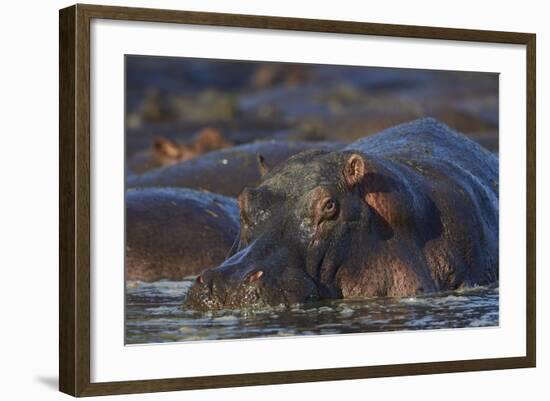 Hippopotamus (Hippopotamus Amphibius), Serengeti National Park, Tanzania, East Africa, Africa-James Hager-Framed Photographic Print