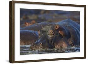 Hippopotamus (Hippopotamus Amphibius), Serengeti National Park, Tanzania, East Africa, Africa-James Hager-Framed Photographic Print