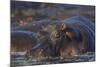 Hippopotamus (Hippopotamus Amphibius), Serengeti National Park, Tanzania, East Africa, Africa-James Hager-Mounted Photographic Print