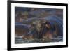 Hippopotamus (Hippopotamus Amphibius), Serengeti National Park, Tanzania, East Africa, Africa-James Hager-Framed Photographic Print