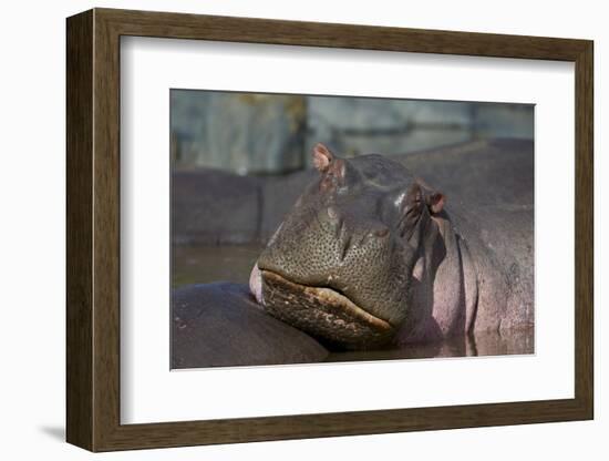 Hippopotamus (Hippopotamus Amphibius), Serengeti National Park, Tanzania, East Africa, Africa-James Hager-Framed Photographic Print