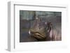 Hippopotamus (Hippopotamus Amphibius), Serengeti National Park, Tanzania, East Africa, Africa-James Hager-Framed Photographic Print