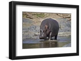 Hippopotamus (Hippopotamus Amphibius), Serengeti National Park, Tanzania, East Africa, Africa-James Hager-Framed Photographic Print