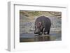 Hippopotamus (Hippopotamus Amphibius), Serengeti National Park, Tanzania, East Africa, Africa-James Hager-Framed Photographic Print