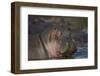 Hippopotamus (Hippopotamus Amphibius), Serengeti National Park, Tanzania, East Africa, Africa-James Hager-Framed Photographic Print