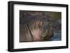 Hippopotamus (Hippopotamus Amphibius), Serengeti National Park, Tanzania, East Africa, Africa-James Hager-Framed Photographic Print