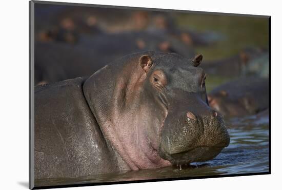 Hippopotamus (Hippopotamus Amphibius), Serengeti National Park, Tanzania, East Africa, Africa-James Hager-Mounted Photographic Print