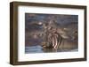 Hippopotamus (Hippopotamus Amphibius), Serengeti National Park, Tanzania, East Africa, Africa-James Hager-Framed Premium Photographic Print