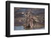 Hippopotamus (Hippopotamus Amphibius), Serengeti National Park, Tanzania, East Africa, Africa-James Hager-Framed Premium Photographic Print