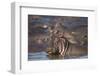 Hippopotamus (Hippopotamus Amphibius), Serengeti National Park, Tanzania, East Africa, Africa-James Hager-Framed Premium Photographic Print