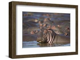 Hippopotamus (Hippopotamus Amphibius), Serengeti National Park, Tanzania, East Africa, Africa-James Hager-Framed Photographic Print