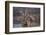 Hippopotamus (Hippopotamus Amphibius), Serengeti National Park, Tanzania, East Africa, Africa-James Hager-Framed Photographic Print