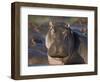 Hippopotamus (Hippopotamus Amphibius), Serengeti National Park, Tanzania, East Africa, Africa-James Hager-Framed Photographic Print