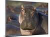 Hippopotamus (Hippopotamus Amphibius), Serengeti National Park, Tanzania, East Africa, Africa-James Hager-Mounted Photographic Print