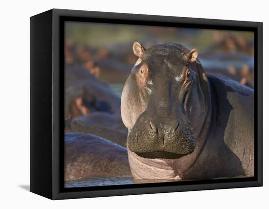 Hippopotamus (Hippopotamus Amphibius), Serengeti National Park, Tanzania, East Africa, Africa-James Hager-Framed Stretched Canvas