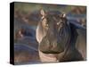 Hippopotamus (Hippopotamus Amphibius), Serengeti National Park, Tanzania, East Africa, Africa-James Hager-Stretched Canvas