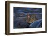 Hippopotamus (Hippopotamus Amphibius), Serengeti National Park, Tanzania, East Africa, Africa-James Hager-Framed Premium Photographic Print