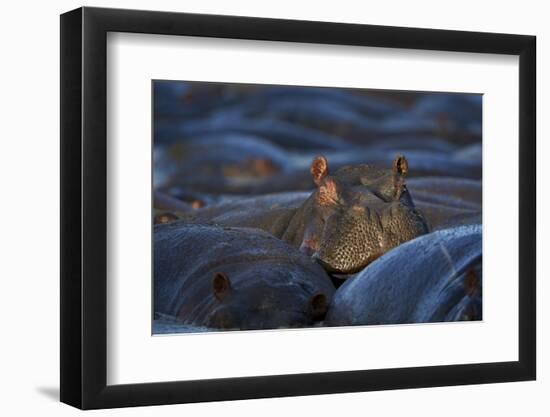 Hippopotamus (Hippopotamus Amphibius), Serengeti National Park, Tanzania, East Africa, Africa-James Hager-Framed Premium Photographic Print