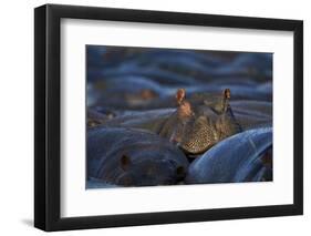 Hippopotamus (Hippopotamus Amphibius), Serengeti National Park, Tanzania, East Africa, Africa-James Hager-Framed Photographic Print