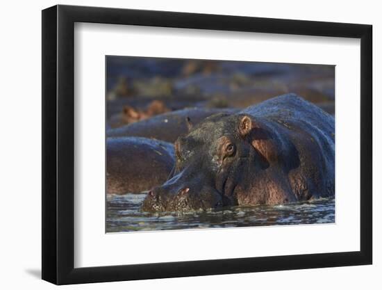 Hippopotamus (Hippopotamus Amphibius), Serengeti National Park, Tanzania, East Africa, Africa-James Hager-Framed Premium Photographic Print