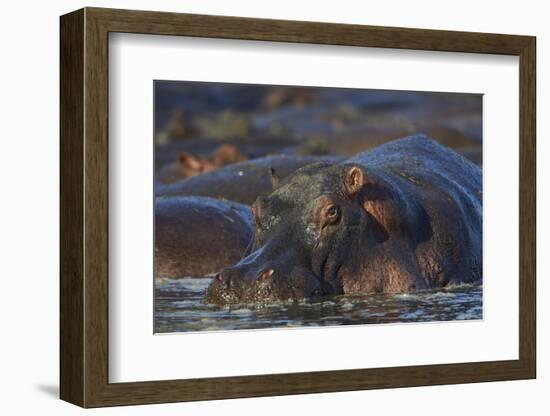 Hippopotamus (Hippopotamus Amphibius), Serengeti National Park, Tanzania, East Africa, Africa-James Hager-Framed Photographic Print