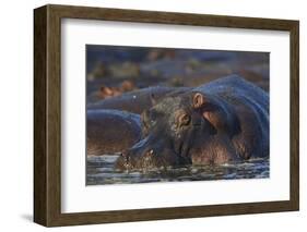 Hippopotamus (Hippopotamus Amphibius), Serengeti National Park, Tanzania, East Africa, Africa-James Hager-Framed Photographic Print