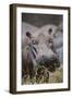 Hippopotamus (Hippopotamus amphibius), Serengeti National Park, Tanzania, East Africa, Africa-Ashley Morgan-Framed Photographic Print