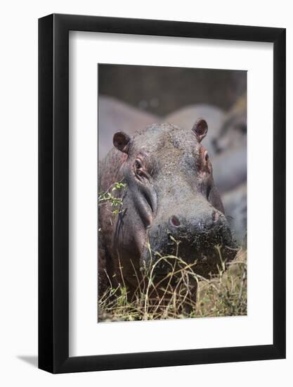 Hippopotamus (Hippopotamus amphibius), Serengeti National Park, Tanzania, East Africa, Africa-Ashley Morgan-Framed Photographic Print
