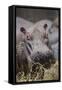 Hippopotamus (Hippopotamus amphibius), Serengeti National Park, Tanzania, East Africa, Africa-Ashley Morgan-Framed Stretched Canvas