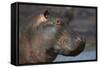 Hippopotamus (Hippopotamus Amphibius), Serengeti National Park, Tanzania-James Hager-Framed Stretched Canvas