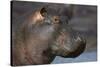 Hippopotamus (Hippopotamus Amphibius), Serengeti National Park, Tanzania-James Hager-Stretched Canvas