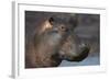 Hippopotamus (Hippopotamus Amphibius), Serengeti National Park, Tanzania-James Hager-Framed Photographic Print