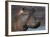 Hippopotamus (Hippopotamus Amphibius), Serengeti National Park, Tanzania-James Hager-Framed Photographic Print