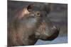 Hippopotamus (Hippopotamus Amphibius), Serengeti National Park, Tanzania-James Hager-Mounted Photographic Print