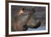 Hippopotamus (Hippopotamus Amphibius), Serengeti National Park, Tanzania-James Hager-Framed Photographic Print