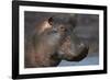 Hippopotamus (Hippopotamus Amphibius), Serengeti National Park, Tanzania-James Hager-Framed Photographic Print